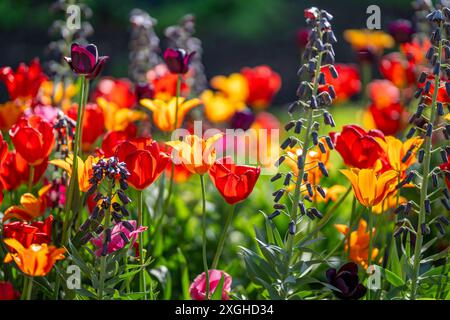 Tulips et Fritillaria Persicablooming dans Carl Johans Park début mai à Norrköping. Norrköping est une ville industrielle historique de Suède. Banque D'Images