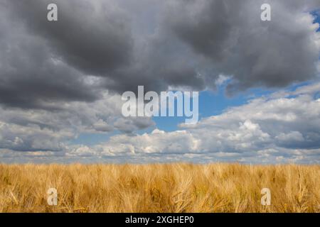Champ de blé mûr doré, ciel atmosphérique orageux nuageux. Eure et Loir Banque D'Images