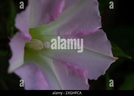 gros plan de la fleur de libroweed à haies avec l'accent sur le centre Banque D'Images