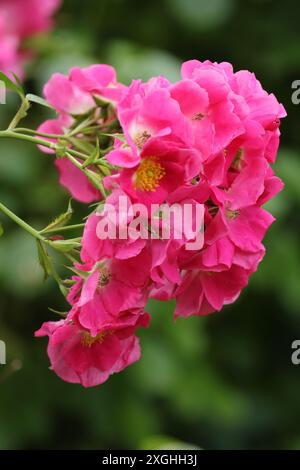 Petites roses roses avec un centre jaune Banque D'Images