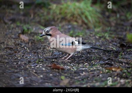 Un eurasien Jay Garrulus glandarius de profil cherchant de la nourriture sur le sol humide à une station locale d'alimentation des oiseaux. Banque D'Images