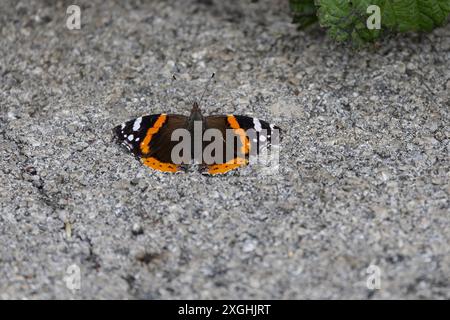 Un papillon Red Admiral Vanessa atalanta vue ascendante de taille moyenne avec des ailes noires, des bandes rouges et des taches blanches sur le chemin de pierre Banque D'Images