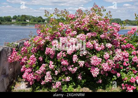 Rosa 'Mozart' dans la roseraie Henri Dutilleux Candes St Martin Banque D'Images