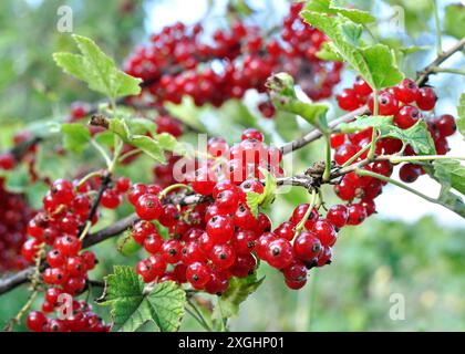 gros plan de la branche de cassis rouge biologique en maturation dans le jardin le jour d'été Banque D'Images