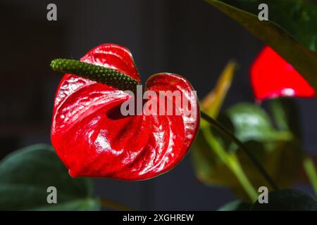 Anthurium andraeanum rouge sous la lumière du soleil Banque D'Images