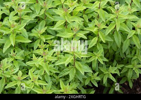 Verveine citronnée, Aloysia triphylla Banque D'Images