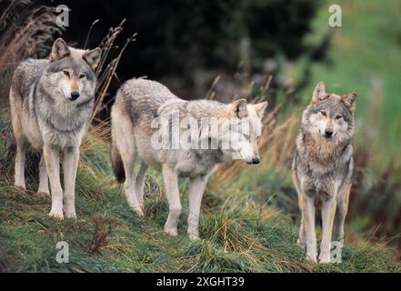 Loup européen (Canis lupus lupus) animaux captifs au Highland Wildlife Park, Royal Zoological Society of Scotland, Speyside, Cairngorm National Park Banque D'Images