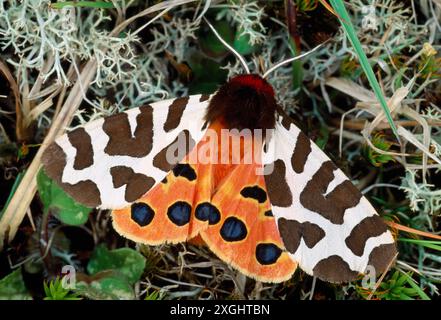 Garden Tiger Moth (Arctia caja) reposant sur la laine dunaire côtière de la réserve naturelle nationale de Lindisfarne, Northumberland, Angleterre, juin 2003 Banque D'Images