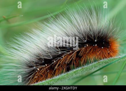 Larve du Tiger Moth (Arctia caja) / chenille, réserve naturelle nationale de l'île de Rhum, Hébrides intérieures, Écosse, mai 2004 Banque D'Images