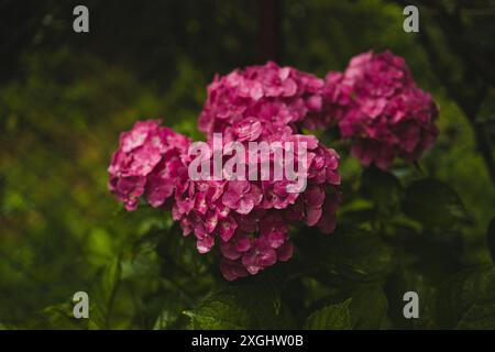 Hortensia rose, gros plan. Buisson à fleurs. Énorme hortensia dans le jardin avant. Hortensia violette et rose fleurie. Banque D'Images