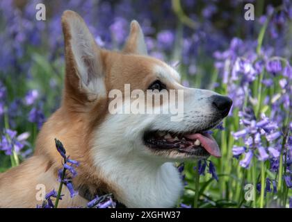 Pedigree Pembroke Corgi chien profil de côté de la tête et le visage pris dans le champ de bluebells colorés oreilles piquées et alerte Banque D'Images