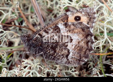 Papillon gris (Hipparchia semele) sur la lande maritime, réserve naturelle nationale de Loch Fleet, Sutherland, juillet 2001 Banque D'Images