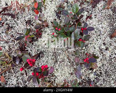 Thé américain, plante indigène wintergreen Banque D'Images