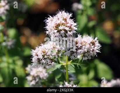 Origan, marjolaine sauvage, Origan, Origanum vulgare, szurokfű, Hongrie, Magyarország, Europe Banque D'Images