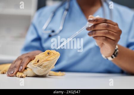 Vue de côté d'une femme vétérinaire reptile d'ethnie noire donnant des gouttes oculaires dragon barbu nettoyant ses yeux en traitant l'infection, espace de copie Banque D'Images