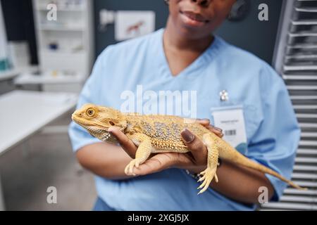 Vue de côté d'un dragon barbu cultivé après un traitement médical gisant dans les mains d'un spécialiste féminin des reptiles d'ethnie noire en uniforme bleu dans le bureau vétérinaire, espace copie Banque D'Images