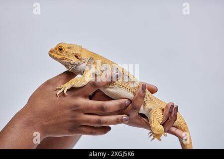 Vue latérale du dragon barbu avec des écailles épineuses dans les mains féminines en studio isolé sur fond blanc, espace copie Banque D'Images