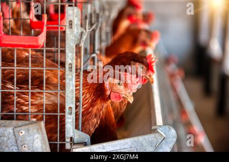 poules pondeuses d'oeufs , échelle industrielle dans plusieurs batteries en cage dans une rangée, entrepreneur africain, Banque D'Images