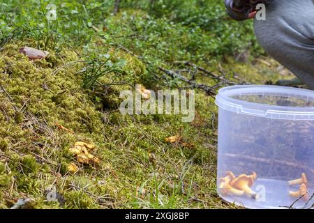 cueilleur de champignons dans la forêt avec un seau et des champignons dispersés dedans Banque D'Images