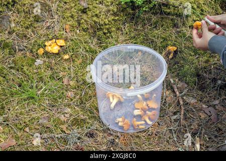 cueilleur de champignons dans la forêt avec un seau et des champignons dispersés dedans Banque D'Images