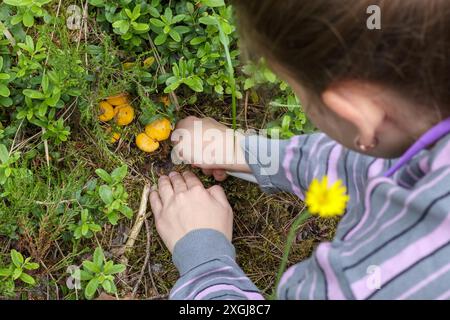 une personne qui collecte des champignons dans la forêt Banque D'Images