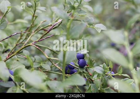 bleuets sauvages bleus sur un buisson vert Banque D'Images