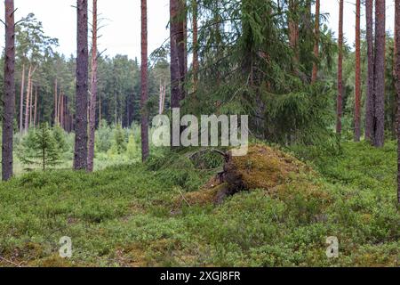 tronc d'arbre envahi par la mousse verte dans la forêt Banque D'Images