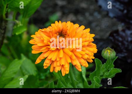 Calendula officinalis 'Orange King' une plante annuelle à fleurs doubles de printemps orange communément connue sous le nom de souci de pot, image photo stock Banque D'Images