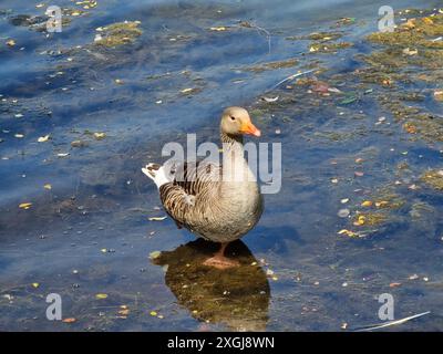 Oiseau de Greylag (Anser anser) oiseau une espèce commune de grandes oies de sauvagine trouvée dans les zones humides britanniques, les étangs et les lacs, photo stock image de la nature Banque D'Images