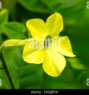Nicotiana 'Lime Green' une plante à fleurs d'été avec une fleur d'été vert citron communément appelé plante de tabac, image de jardinage photo stock Banque D'Images