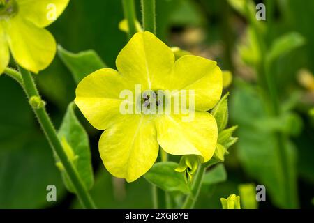 Nicotiana 'Lime Green' une plante à fleurs d'été avec une fleur d'été vert citron communément appelé plante de tabac, image de jardinage photo stock Banque D'Images