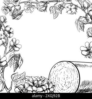 Le coton est biologique. Un cadre avec des brindilles de coton et un rouleau de récolte de coton. Noir et blanc, détaillé, graphique, illustration vectorielle, dessiné à la main, activé Illustration de Vecteur