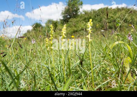 Vue grand angle de l'orchidée musquée dans l'habitat montrant le ciel, Herminium monorchis, plusieurs dans une parcelle en herbe courte, Noar Hill, Selborne, Royaume-Uni Banque D'Images