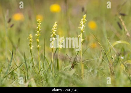 Orchidée musquée, Herminium monorchis, plusieurs dans une parcelle en herbe courte, Noar Hill, Selborne, Royaume-Uni Banque D'Images