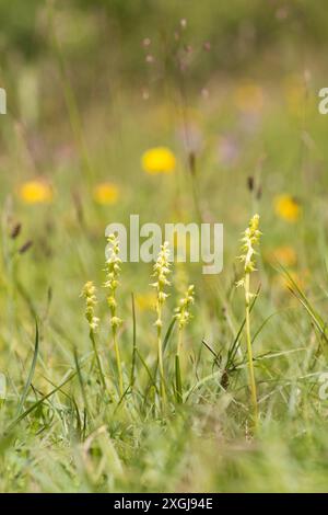 Orchidée musquée, Herminium monorchis, plusieurs dans une parcelle en herbe courte, Noar Hill, Selborne, Royaume-Uni Banque D'Images