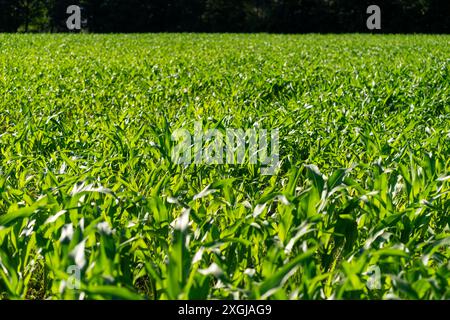 Champ agricole couvert de jeune maïs vert sous le soleil d'été. Banque D'Images