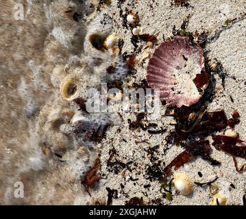 La marée atlantique commence à tourner et recouvrir des algues et des coquillages sur la plage isolée de Rhu, Arisaig, Écosse Banque D'Images