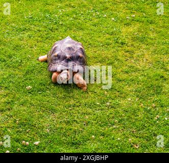 Une tortue rayonnée se promène sur la pelouse dans un zoo de Tacoma, Washington. Banque D'Images