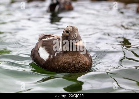 Eider à lunettes juvéniles (Somateria fischeri) Banque D'Images