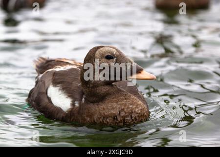 Eider à lunettes juvéniles (Somateria fischeri) Banque D'Images