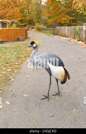 Agressive grue couronnée sud-africaine, Balearica regulorum sur un chemin dans un zoo Banque D'Images