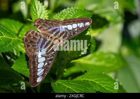 Clipper papillon - Parthenos sylvia, beau butly coloré des buissons et des forêts asiatiques, Malaisie. Banque D'Images