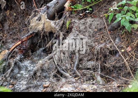 Amersham, Royaume-Uni. 9 juillet 2024. L'eau de la Tamise s'est déversée des bassins d'équilibrage Amersham dans la rivière Misbourne depuis plus de 3 500 heures. Ils étaient là encore aujourd'hui. En aval des rejets, il y a une odeur d'eaux usées de la rivière Misbourne dans le village de Chalfont St Giles dans le Buckinghamshire. Il y a des preuves évidentes de champignons d'égout dans la rivière Misbourne, un courant noir rare, et le long des berges. Thames Water a versé 158 millions de livres sterling à ses actionnaires malgré une dette de 15 milliards de livres sterling. Thames Water a déclaré qu'elle serait à court d'argent d'ici mai 2025. Le PDG de Thames Water, CH Banque D'Images