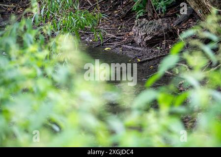 Amersham, Royaume-Uni. 9 juillet 2024. L'eau de la Tamise s'est déversée des bassins d'équilibrage Amersham dans la rivière Misbourne depuis plus de 3 500 heures. Ils étaient là encore aujourd'hui. En aval des rejets, il y a une odeur d'eaux usées de la rivière Misbourne dans le village de Chalfont St Giles dans le Buckinghamshire. Il y a des preuves évidentes de champignons d'égout dans la rivière Misbourne, un courant noir rare, et le long des berges. Thames Water a versé 158 millions de livres sterling à ses actionnaires malgré une dette de 15 milliards de livres sterling. Thames Water a déclaré qu'elle serait à court d'argent d'ici mai 2025. Le PDG de Thames Water, CH Banque D'Images