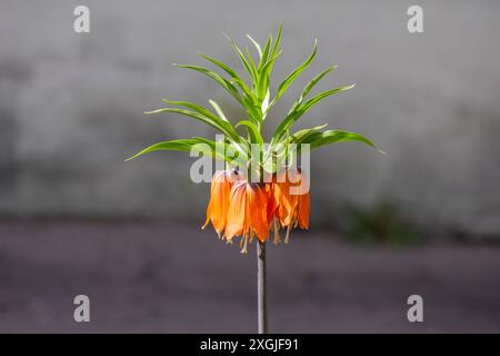 Belle Fritillaria imperialis, couronne impériale, fritillaire impériale ou couronne de Kaiser, sur la rive de l'étang Banque D'Images