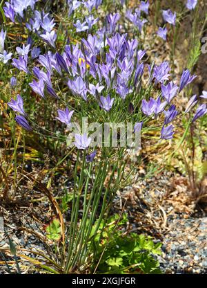 Lance d'Ithuriel, Triteleia commune ou Grassnut, Triteleia laxa syn. Brodiaea laxa, Alliaceae. Californie, États-Unis, Amérique du Nord. Banque D'Images