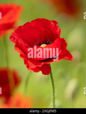 Coquelicot des champs (papavers rhoeas), également connu sous le nom de coquelicot commun, gros plan d'une seule fleur debout fièrement au-dessus d'un champ d'autres coquelicots. Fleur de coquelicot rouge. Banque D'Images