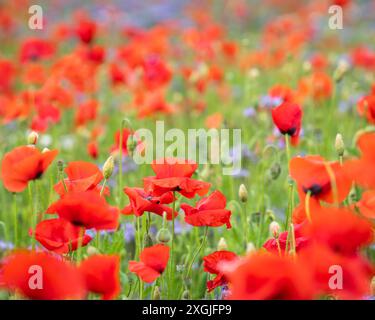 Coquelicots (papaver rhoeas) dans un champ de fleurs. Les coquelicots rouges commencent à fleurir dans le champ de fleurs sauvages. Mise au point sélective. Conception du couvercle. Papier peint. Banque D'Images