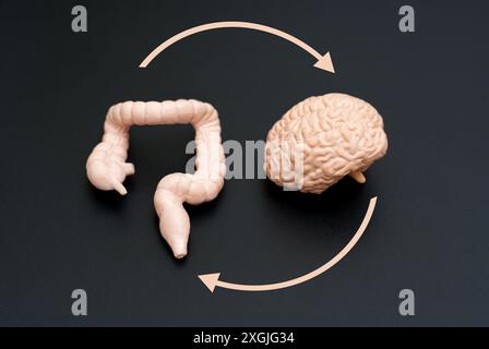 Illustration conceptuelle de l'interaction intestin-cerveau, montrant des modèles réalistes du cerveau et du gros intestin reliés par des flèches circulaires sur un fond sombre Banque D'Images