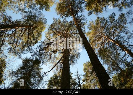Vue de dessous de grands pins illuminés par le soleil Banque D'Images